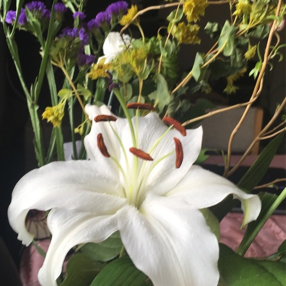 Meet your Posher, Shyenne - Picture 1 of 1